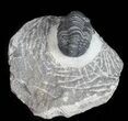 Bargain, Gerastos Trilobite Fossil - Morocco #57619-2